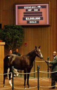 photos by Z/Keeneland - Aaron Kennedy showed Storm 'n Indian, part of the final crop of colts from top sire Storm Cat and the first foal out of champion Fleet Indian?. John Ferguson bought the horse bred by Summer Wind Farm in Georgetown on behalf of Sheikh Mohammed bin Rashid al Maktoum for $2,050,000 at the Keeneland September yearling sale Tuesday.