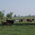 Fayette County Farm Fayette County Farm