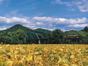 Soybeans web