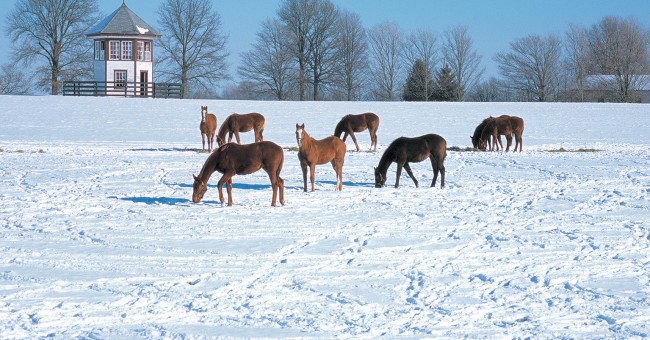 horses-snow FI