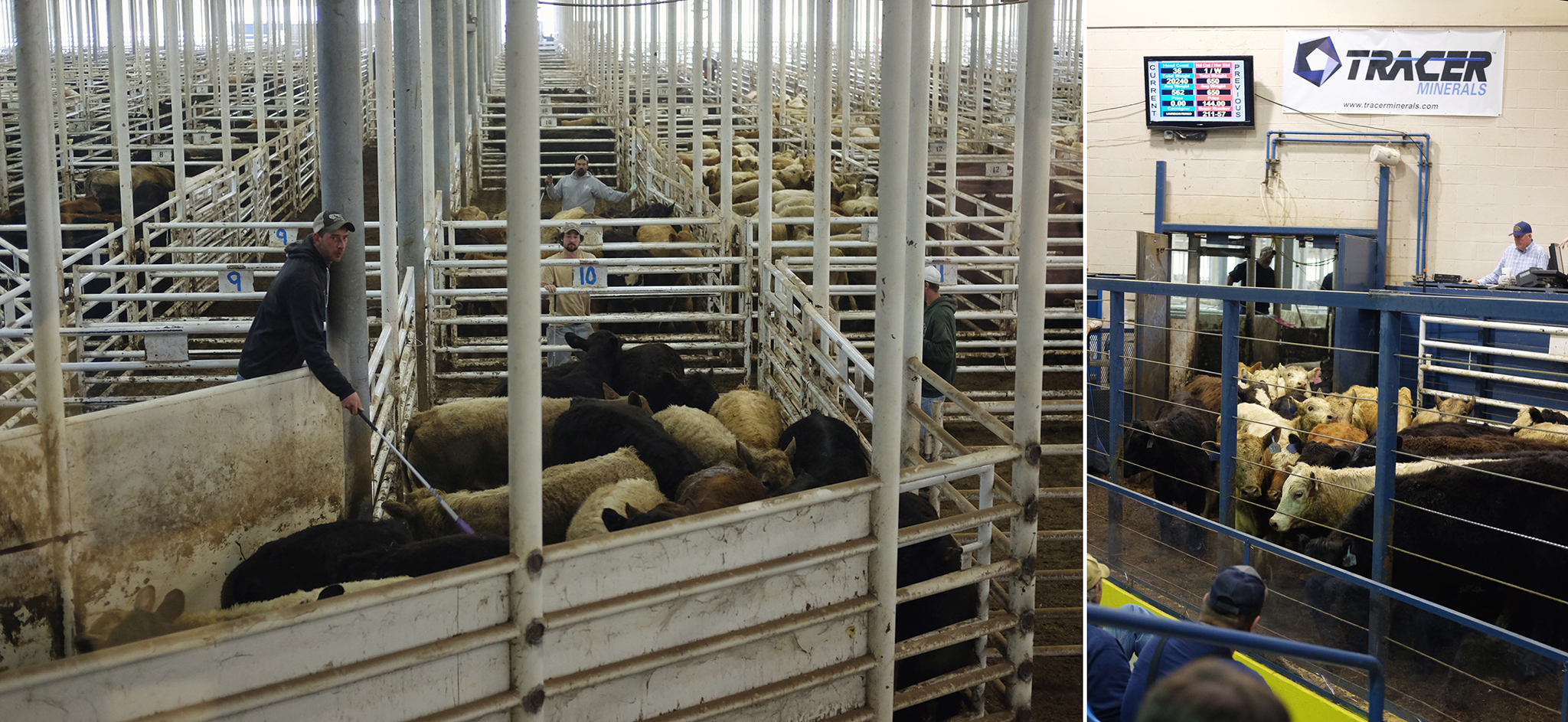 Blue Grass Stockyards Fayette Alliance Fayette Alliance