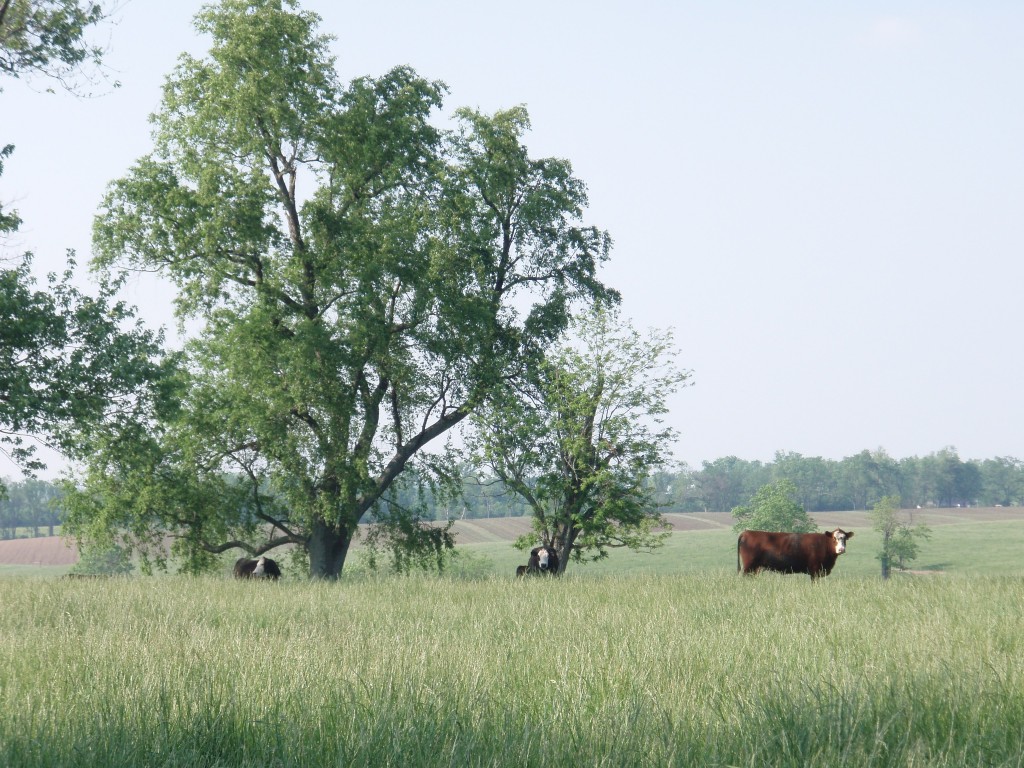 Cattle Grazing on Fayette County Farm